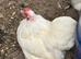 Stunning show quality white pekin trio one cockerel 2 hens