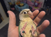 Hand Reared Baby Conure Parrots
