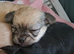 Long coat chihuahua pups Ready 9th July