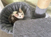 Kitten 11 weeks old