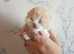 GCCF Registered British Shorthair Kittens
