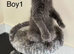 Full Maine coon kittens