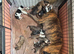 Collie bull greyhounds