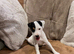 Jack Russell