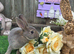 Opal Mini rex buck for reserve