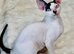 Beautiful Cornish Rex Kittens Looking for Their Loving Forever Homes