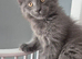 Maine Coon kittens Glasgow