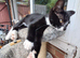 Cats for sale