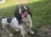 Spaniel bitch