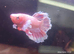 Betta Males/females or pairs available, from £10