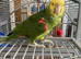 Double Yellow Headed Amazon Parrot Only 4 Years old !!LOWEST PRICED AMAZON ON FREEADS!! Lancashire