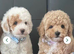 3 Gorgeous Toy Maltipoo Puppies For Sale