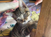 British Shorthair mix Kittens