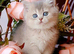 Beautiful female AY11 blue golden shaded British shorthair kitten