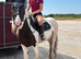 15hh - 5yo - Gelding