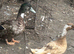 Pair of khaki chambell duck & drake