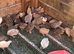 Quail Hatching Eggs