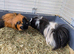 MALE PIGS