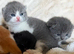 Exceptional quality British shorthair kittens