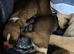 Adorable Pomchi Puppies Looking for Their Forever Homes**
