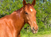 16.2hhs chesnut gelding