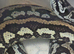 Female Jungle Carpet Python