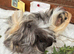 Guinea Pigs - baby brothers