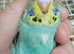 Baby budgies RESERVED