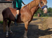 Stunning gelding
