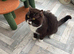 URGENT REHOME GCCF STUD SALE :  TO OFFER