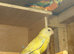 Redrump pairs