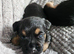 Border terrier puppies