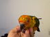 Selling baby handreared sun conures