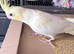 Hand reared, hand tame DNA’d baby cockatiels