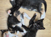Maincoon X Siamese Beautiful, Loving Kittens for sale