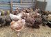 Brahma pullets 16to18 weeks old
