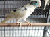 Cream/Turquoise Kakariki