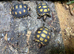 Cherry Head Tortoises at Birmingham Reptiles