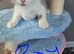 Still available British shorthair kittens 1 girl 2 boys ready now