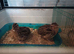 Male quails