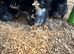 6x hatching eggs - Barred Plymouth Rock x Leghorn