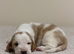Quality KC Basset puppies
