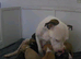 Beautiful staffy puppies looking for there forever loving home
