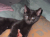 Black kitten