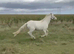 Unspoilt 3yr old Cremello Connemara Gelding 3yrs 14hh
