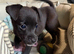 Patterdale Lakeland x Lakeland patterdale Terriers