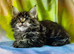 Beautiful TICA Registered Kittens
