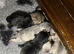 Pug puppies