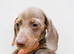 Miniature dachshunds health clear