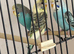 Beautiful baby budgies